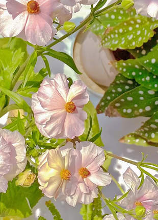 Rare Varieties Butterfly Ranunculus Asiaticus Flower Seeds