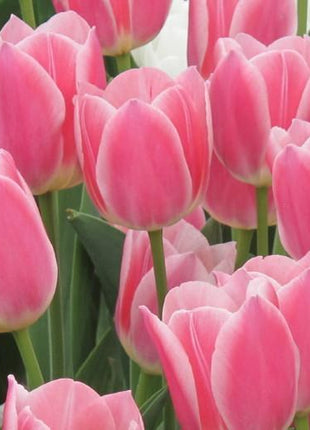 NEW!!!100pcs/ Bag-Tulip Seeds Garden Flower Plant Flowers