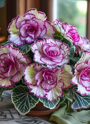 Rare Twin Begonia - Purple and White