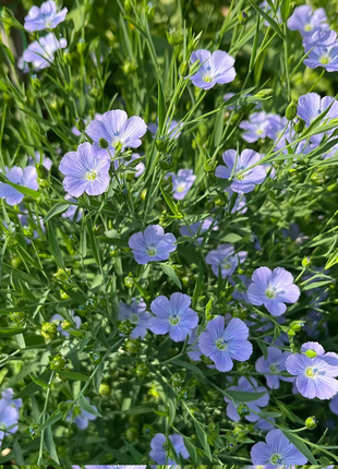 Perennial Blue Flax Seeds, Linum Perenne
