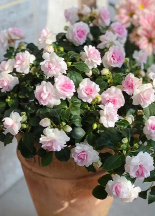 Double Impatiens Seeds - A Symphony of Petals in Nature's Garden