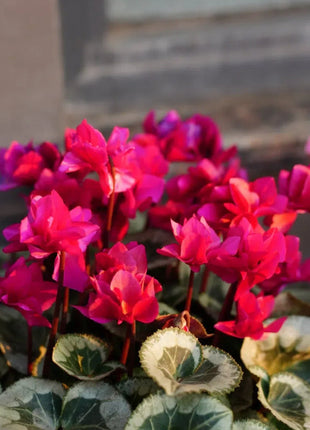 Cyclamen Flower Seeds