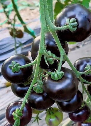 Rare Pruple Tomato Seeds No-Gmo