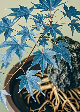10 Pcs Blue Maple Tree Seeds – Rare Ornamental Shade Tree with Unique Cool-Toned Foliage, Easy to Grow, Perfect for Gardens, Yards & Stunning Landscape Displays
