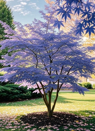 10Pcs Purple Japanese Maple Seeds – Grow a Unique, Elegant Tree with Stunning Deep Purple Foliage