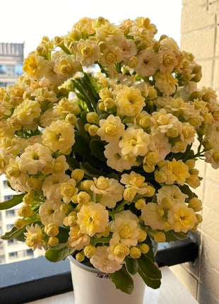 Kalanchoe Seed Garden Planting