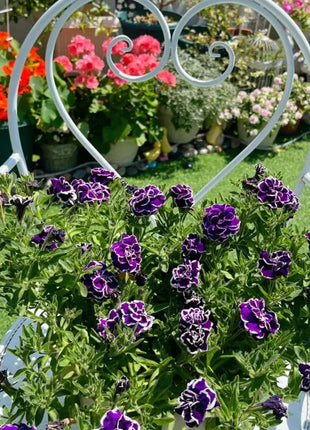 Double Petunia Seeds