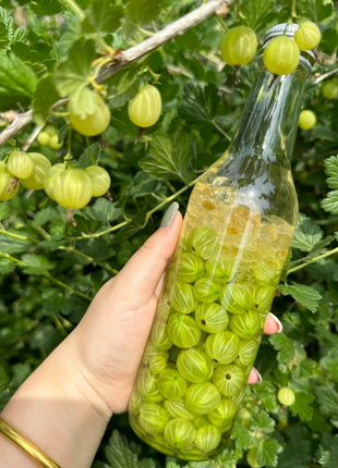 Multicolor Gooseberry Seeds