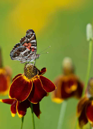 50 Pcs RARE MEXICAN HAT SEEDS