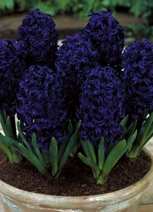 Hyacinth Dark Dimension