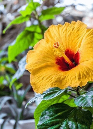 Rare Yellow Hibiscus Seeds "Yellow Rainbow"