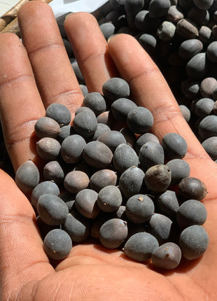 10 Rare Rainbow Lotus Seeds - Bowl Water Lily Hydroponic Plants - Fast Growing