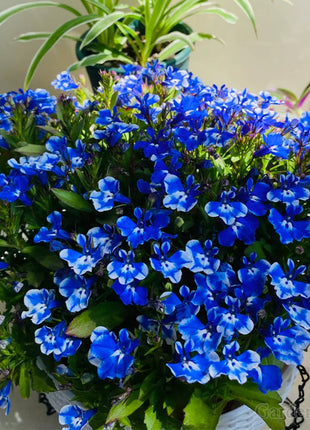 🌈Optimal Carpet Plant✨Creeping Lobelia Erinus Seeds