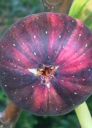 Rainbow Fig Seeds