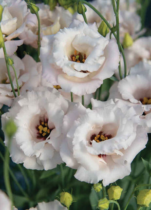 💐Lisianthus - A Sincere and Immutable Love