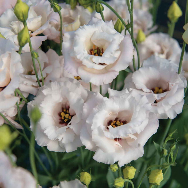 💐Lisianthus - A Sincere and Immutable Love