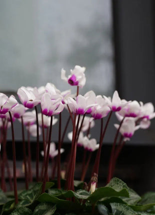 Cyclamen Flower Seeds