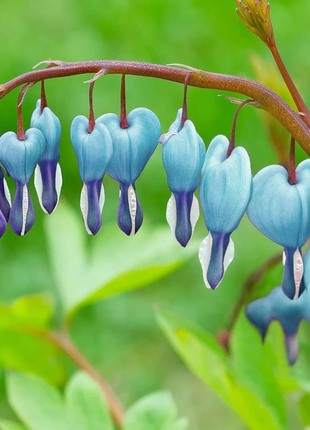 Ocean Bleeding Heart Seeds ~ Dicentra Spectabilis ~ Gifts ~ Grow Your Own ~ Spring Flowers