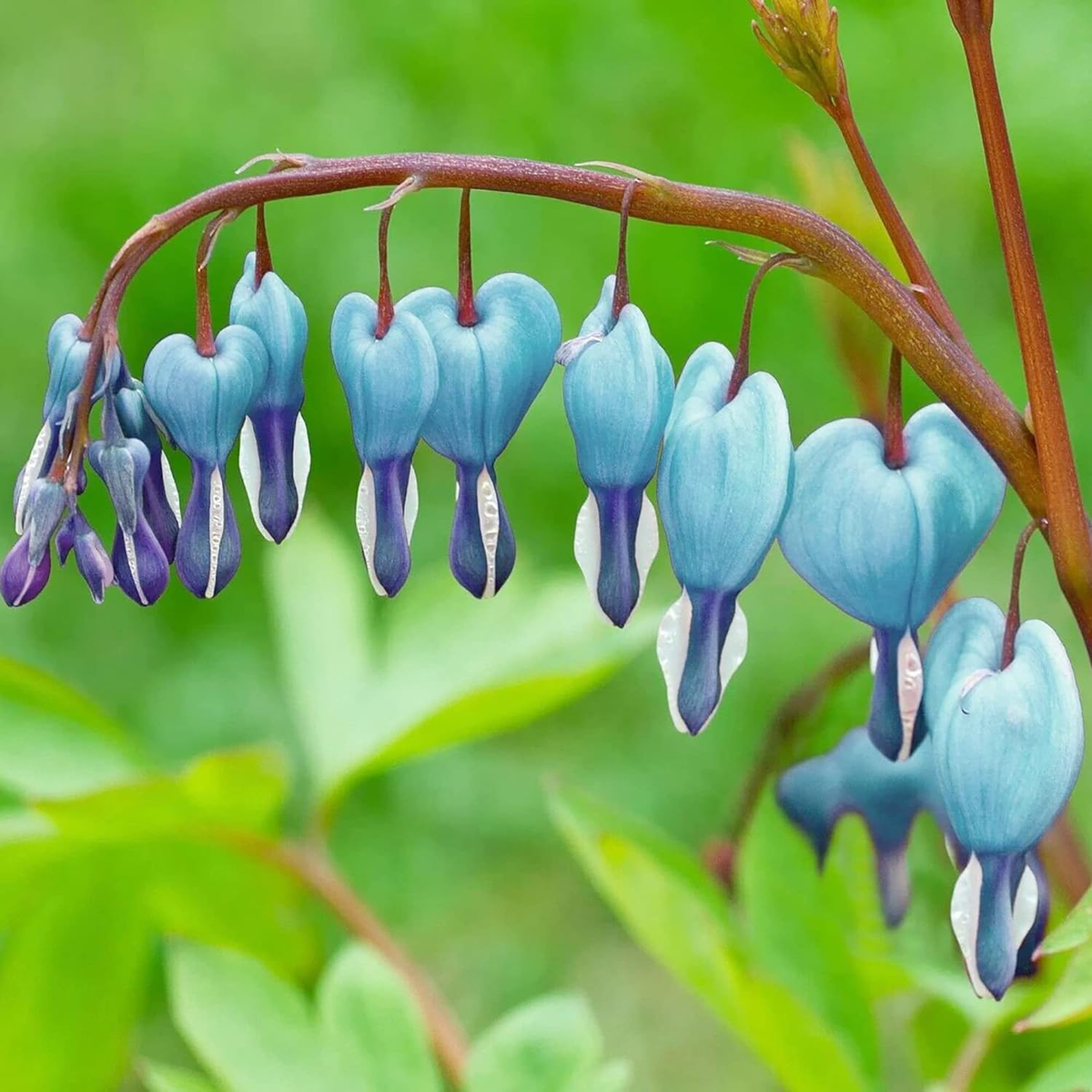 Ocean Bleeding Heart Seeds ~ Dicentra Spectabilis ~ Gifts ~ Grow Your Own ~ Spring Flowers