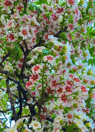 Xanthoceras Sorbifolia, Raintree Flower Seeds