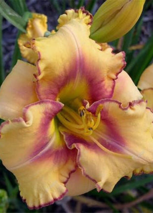 Daylily Hybrid Flowers Seeds, Hemerocallis Hybrid, 20pcs/pack