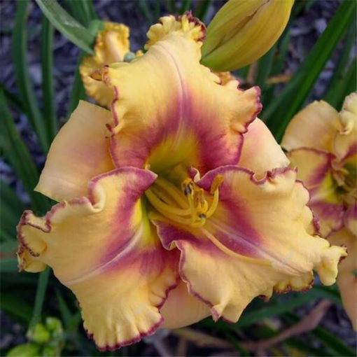 Daylily Hybrid Flowers Seeds, Hemerocallis Hybrid, 20pcs/pack