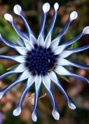 20Pcs Rare Blue Daisy Plants Flower Seeds Garden Plant