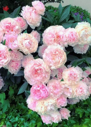 Paeonia Lactiflora Bonsai Plant Home Garden