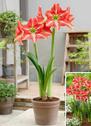 Striped Beauty Amaryllis