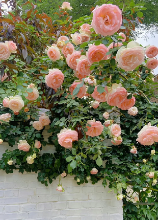 Garden Climbing Rose Flower Seeds