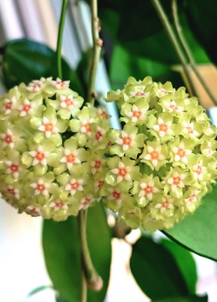 ⭐️Hoya Carnosa Flower Seeds 丨Star-shaped Flower Ball