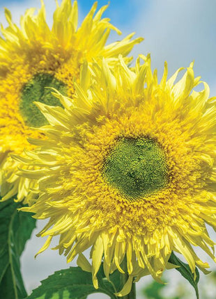 Sunflower, Zeus Hybrid