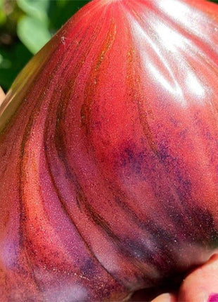 CRUSHED HEART Tomato - Organic Heirloom Seeds