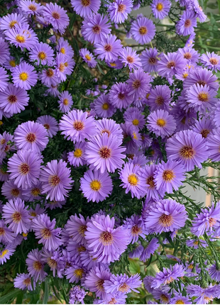 🫧Aster Seeds- Purple Dome