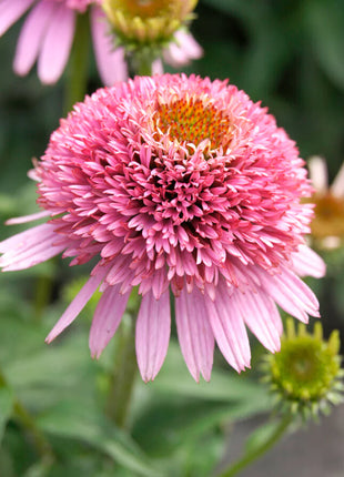 Echinacea Butterfly Kisses (Coneflower)