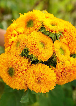 Teddy Bear Sunflower Seeds