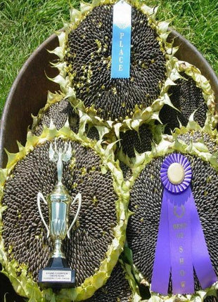 50 Pcs Mongolian Giant Sunflower Seeds