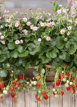 Berried Treasure Pink Strawberry