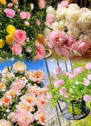 🌹Moss Rose—Immortal Flower