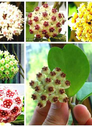Egrow 20Pcs/Pack Hoya Seeds Potted Seed Hoya Carnosa Flower Seed Garden Plants
