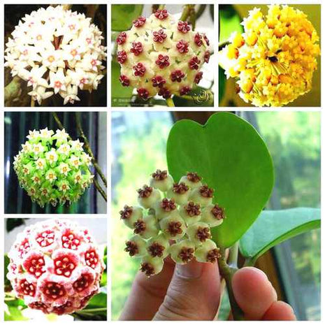 Egrow 20Pcs/Pack Hoya Seeds Potted Seed Hoya Carnosa Flower Seed Garden Plants