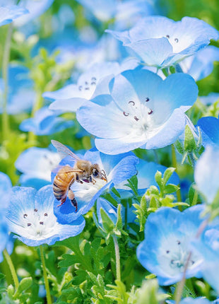 Baby Blue Eyes Seeds