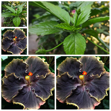 50PCS Rare Black Pink Purple Hibiscus Seeds"Black Rainbow"