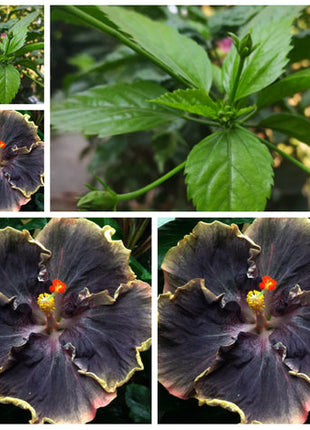 Rare Blue & White Hibiscus Seeds