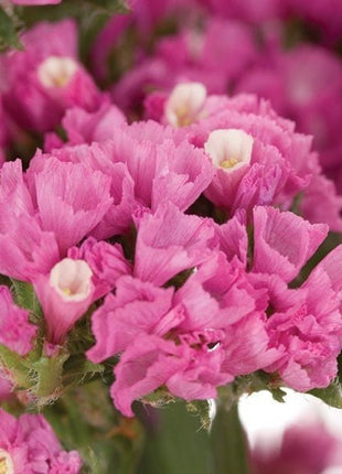 Pink Static Orquideas Flower Seeds
