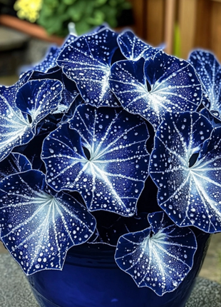Blue Night Spark Begonia