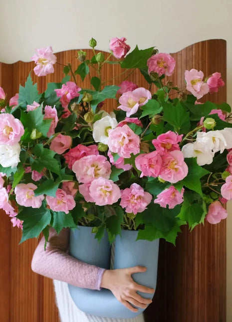 🌸Drunken Hibiscus - Changes Color Three Times a Day