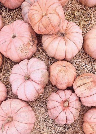 Pink Pumpkin Seeds