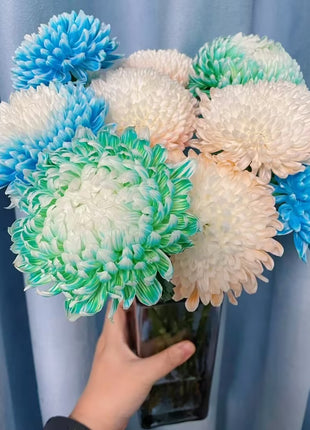 Anna Chrysanthemum Seeds