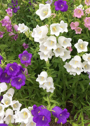 Bellflower Seeds/Canterbury Bells Seeds